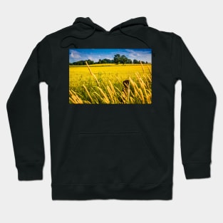 Summer Wheat Field 3 Hoodie